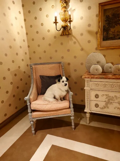 Un accueil chaleureux en chambre pour notre compagnon à quatre pattes.