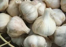 Garlic Mayonaise TRT and Aoli TRT