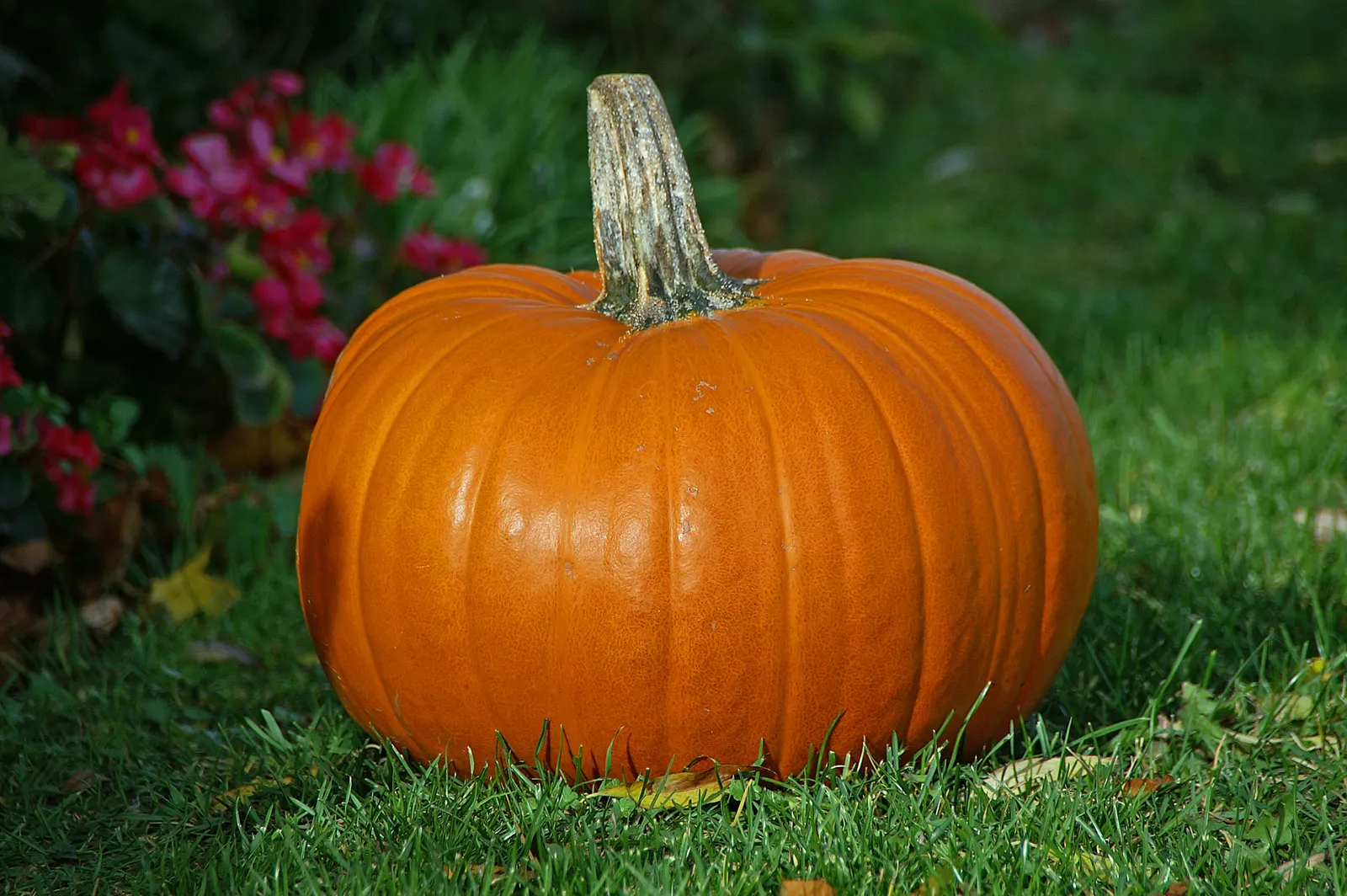 Mashed Pumpkin
