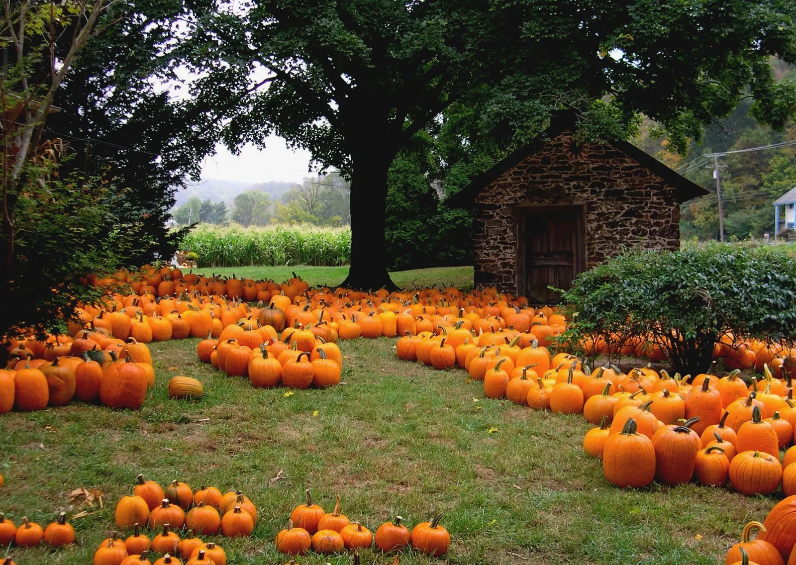 Pumpkin Puree (Basic)
