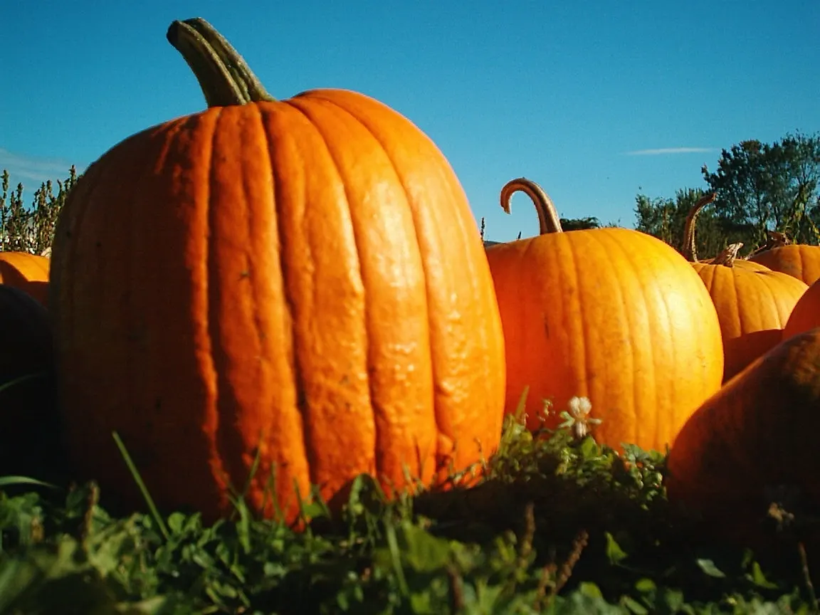Pumpkin Soup