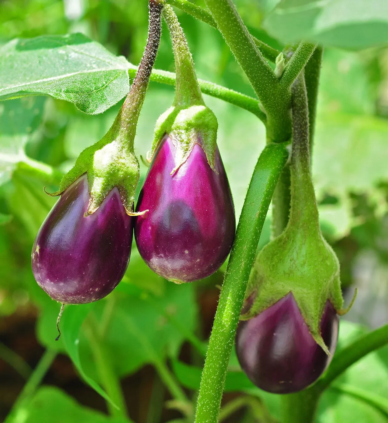 Baba Ganoush